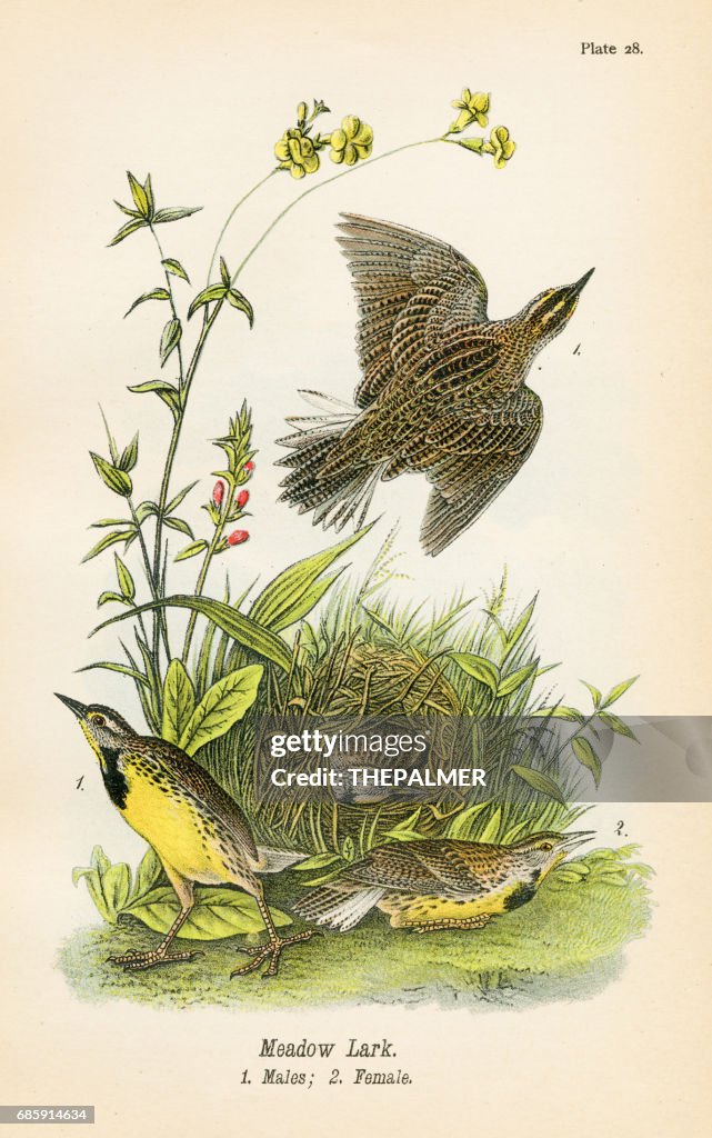 Meadow lark bird lithograph 1890