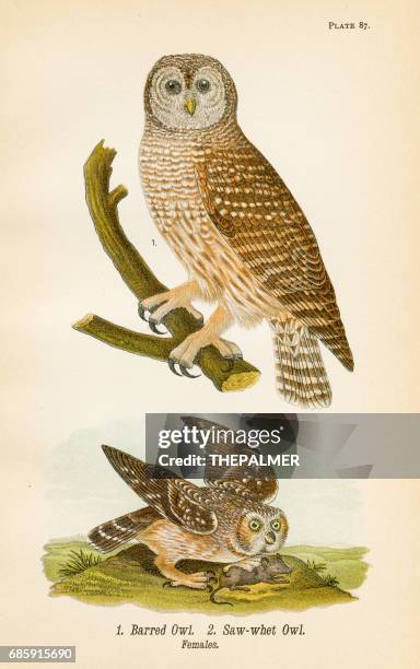 barred owl bird lithograph 1890 - barred owl stock illustrations