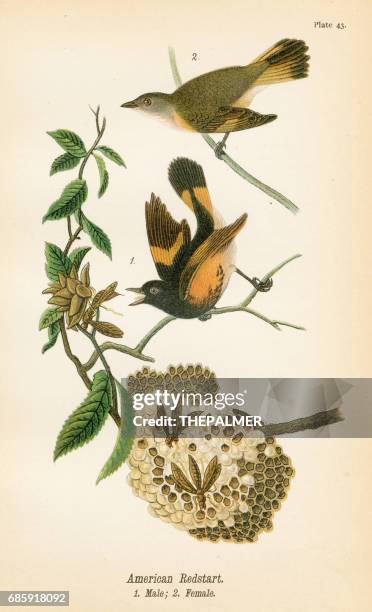 american redstart bird lithograph 1890 - american redstart stock illustrations
