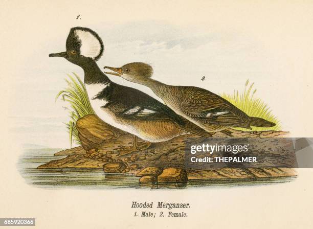 hooded merganser bird lithograph 1890 - hooded merganser stock illustrations