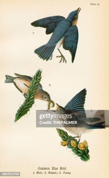 common blue bird lithograph 1890 - bluebird bird stock illustrations