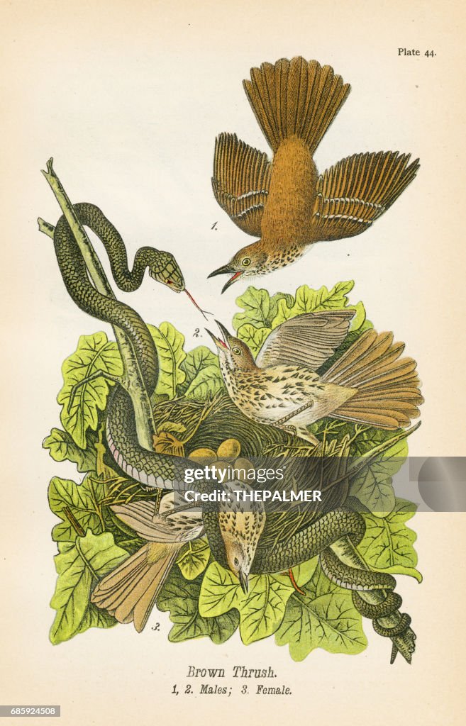 Thrush bird lithograph 1890