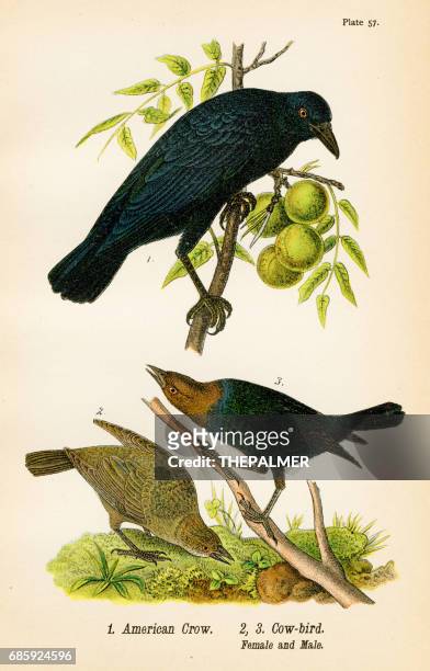 american crow bird lithograph 1890 - cowbird stock illustrations