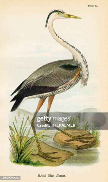 blue heron bird lithograph 1890 - blue heron stock illustrations