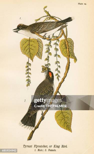 tyrant flycatcher bird lithograph 1890 - paradisaeidae stock illustrations