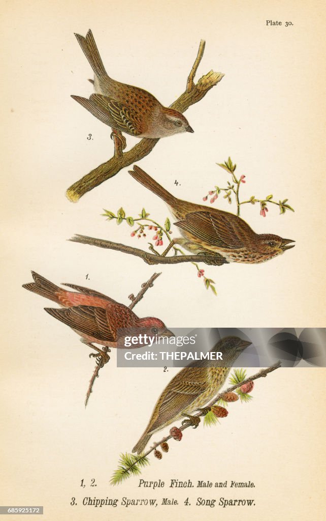 Mus en Finch vogel lithografie 1890