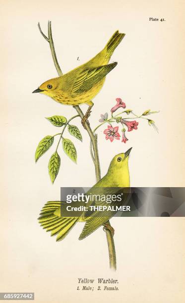 ilustraciones, imágenes clip art, dibujos animados e iconos de stock de reinita amarilla aves litografia 1890 - chipe amarillo