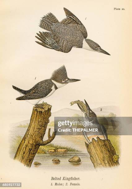 belted kingfisher bird lithograph 1890 - water bird stock illustrations