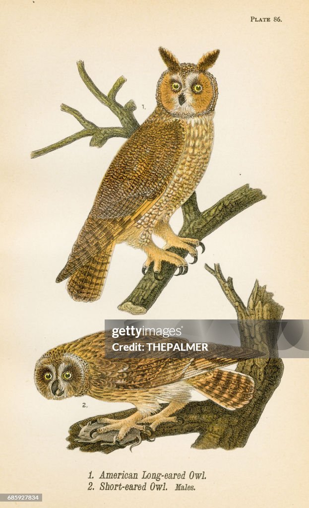 American owl bird lithograph 1890