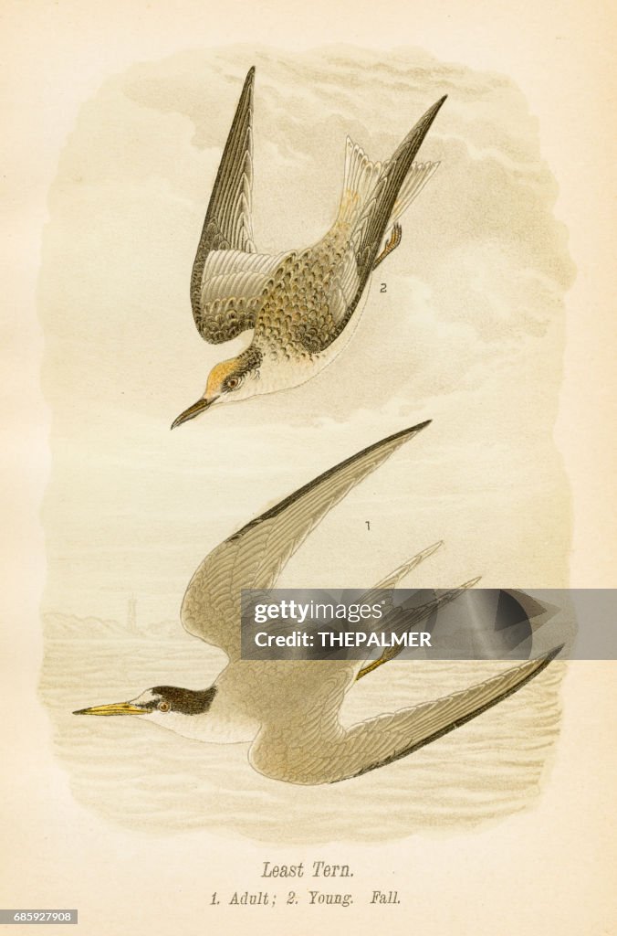 Least tern bird lithograph 1890