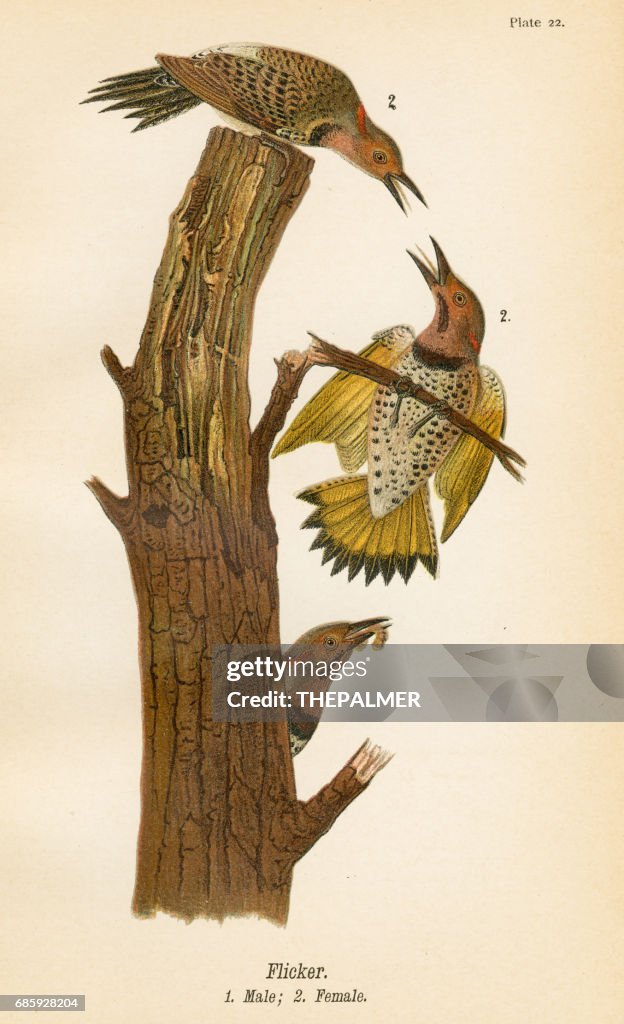 Flimmern Vogel Lithographie 1890