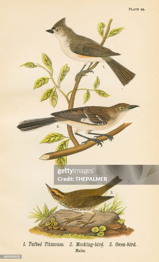 Mocking bird lithograph 1890