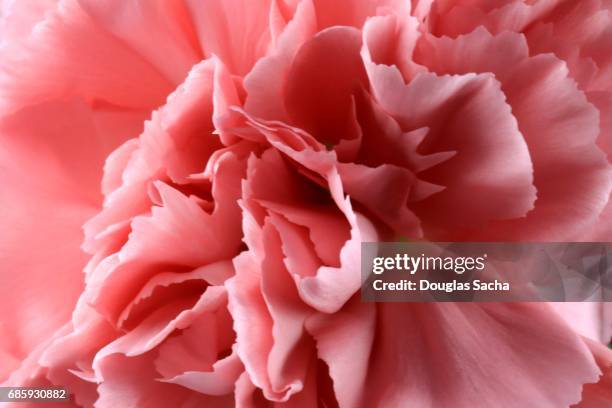 full frame of a pink carnation (dianthus caryophyllus) - flower arrangement carnation ス��トックフォトと画像