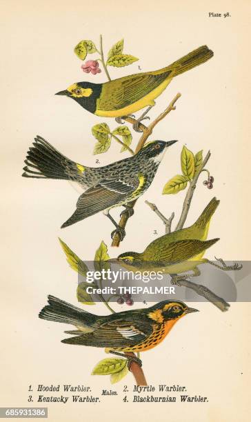 warbler bird lithograph 1890 - hooded warbler stock illustrations