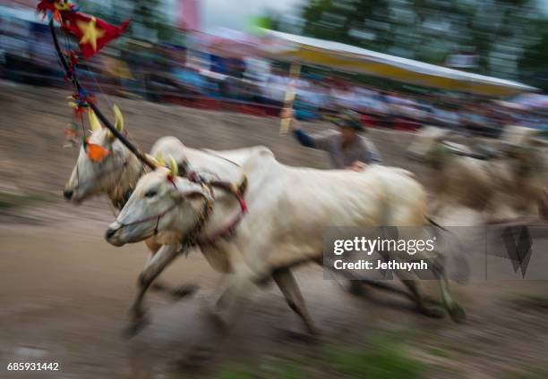 Cow Racing Thumbnail 96 Cow Racing Vietnam Stock Photos, High-Res Pictures, and Images ...