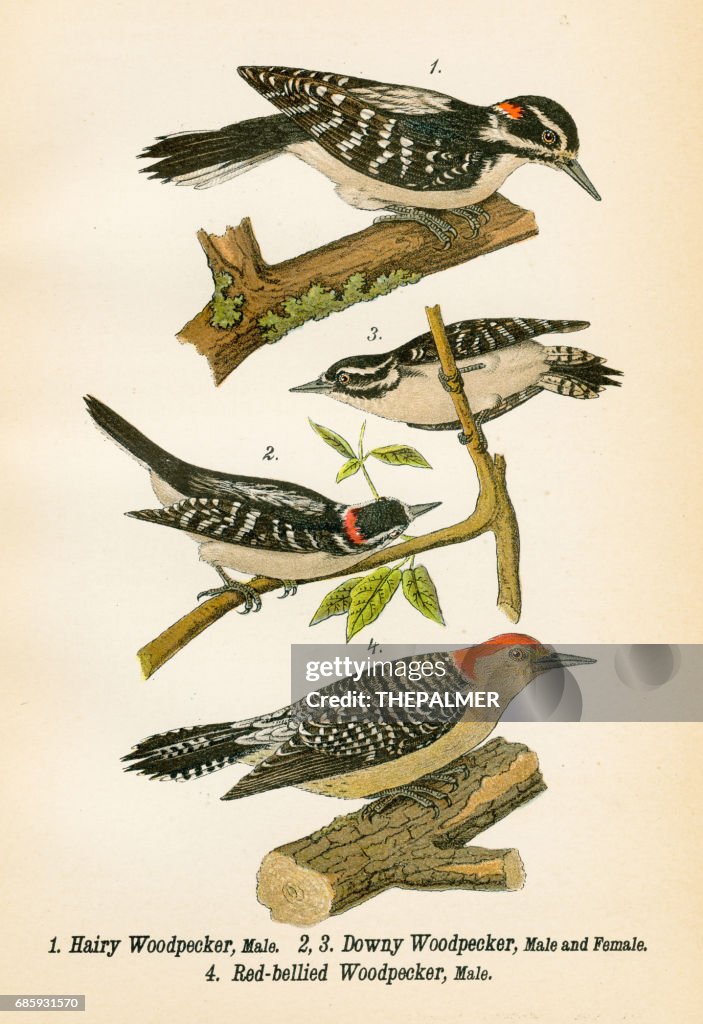 Woodpecker bird lithograph 1890