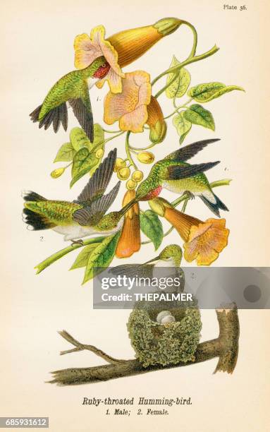 humming bird lithograph 1890 - hummingbird stock illustrations