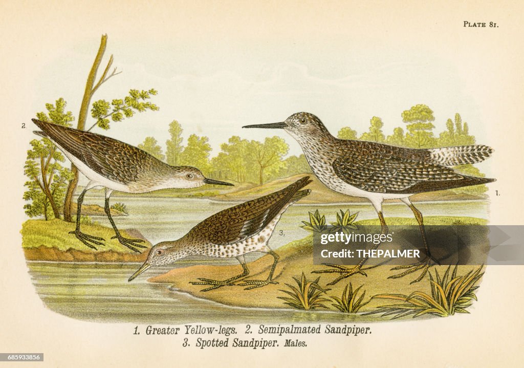 Litografia de ave Sandpiper 1890