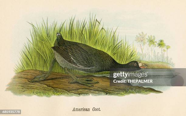 american coot bird lithograph 1890 - american coot stock illustrations