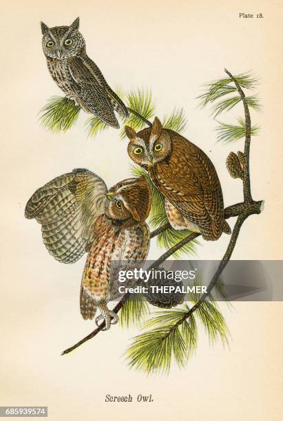 ilustrações de stock, clip art, desenhos animados e ícones de screech owl bird lithograph 1890 - mocho de orelhas americano