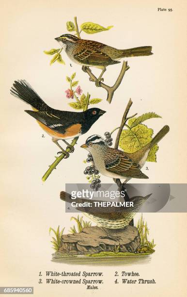 ilustraciones, imágenes clip art, dibujos animados e iconos de stock de gorrión pipilo tordo pájaro litografia 1890 - towhee