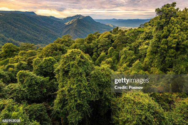 gondwana rainforest at dorrigo national park, new south wales - treetop stock pictures, royalty-free photos & images