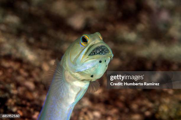yellowhead jawfish. - yellowhead jawfish stock pictures, royalty-free photos & images