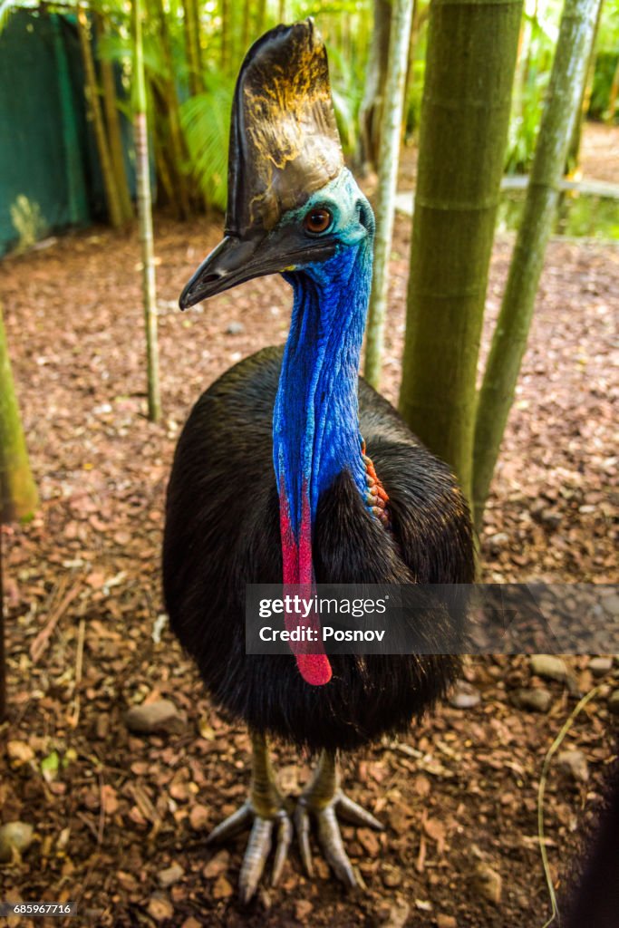 Southern Cassowary