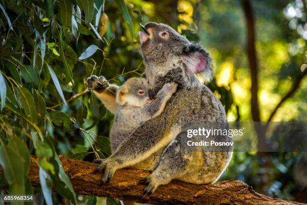 koala with a baby in queensland - koala eating stock pictures, royalty-free photos & images