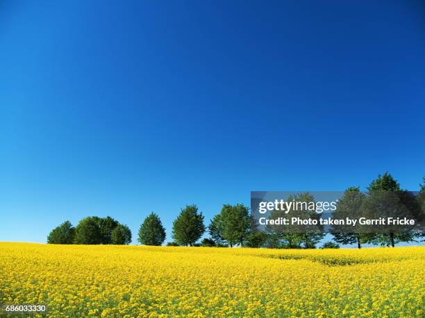 oilseed rape field with blue sky - rapsfeld stockfoto's en -beelden