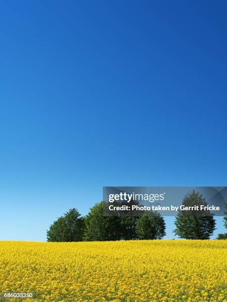 oilseed rape field with blue sky - rapsfeld stockfoto's en -beelden