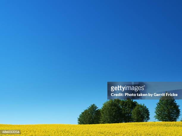oilseed rape field with blue sky - rapsfeld stock pictures, royalty-free photos & images