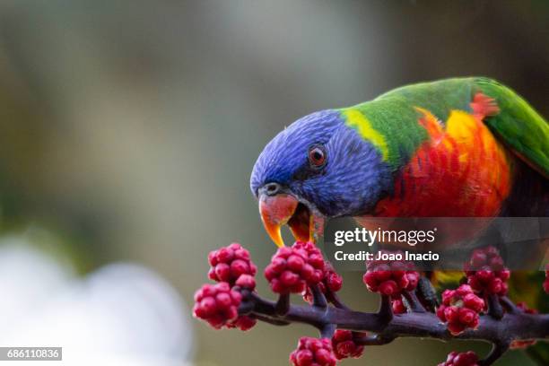 rainbow lorikeet (trichoglossus moluccanus) feeding - lori stock-fotos und bilder