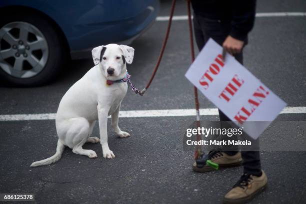 An activist with a puppy prepares to affix her car with a protest poster against the Klu Klux Klan before driving in a caravan through the...