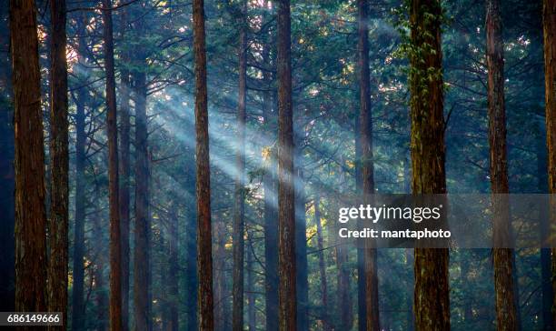 misty forest with sunlight - alder tree stock pictures, royalty-free photos & images