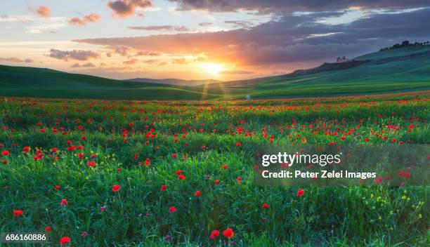 spring landscape with poppies in tuscany, italy - ポピー ストックフォトと画像