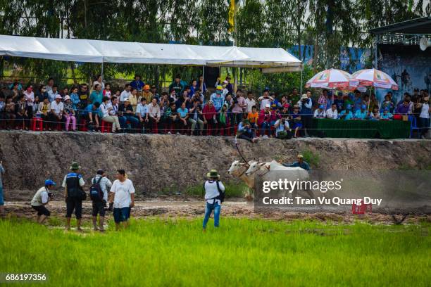 Cow Racing Thumbnail 96 Cow Racing Vietnam Stock Photos, High-Res Pictures, and Images ...