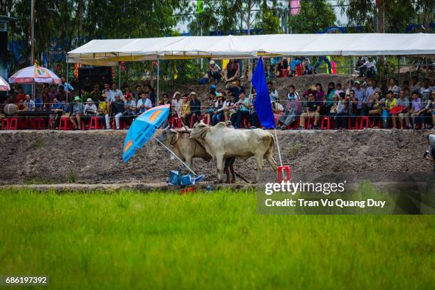 Cow Racing Thumbnail 96 Cow Racing Vietnam Stock Photos, High-Res Pictures, and Images ...