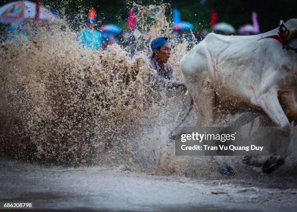 Cow Racing Thumbnail 96 Cow Racing Vietnam Stock Photos, High-Res Pictures, and Images ...