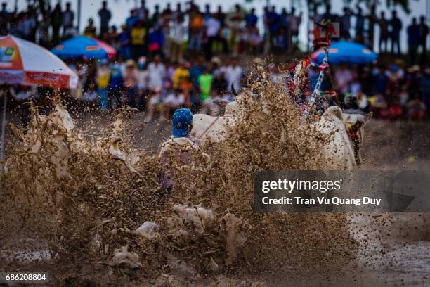 Cow Racing Thumbnail 96 Cow Racing Vietnam Stock Photos, High-Res Pictures, and Images ...