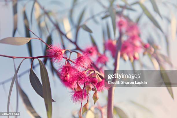 crimson eucalyptus flowers bursting into bloom - flowers australian stock pictures, royalty-free photos & images