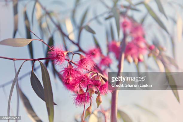 crimson eucalyptus flowers bursting into bloom - australian culture bildbanksfoton och bilder