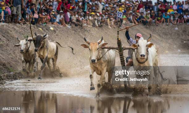 Cow Racing Thumbnail 96 Cow Racing Vietnam Stock Photos, High-Res Pictures, and Images ...