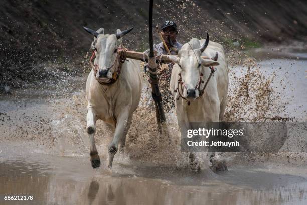 Cow Racing Thumbnail 96 Cow Racing Vietnam Stock Photos, High-Res Pictures, and Images ...