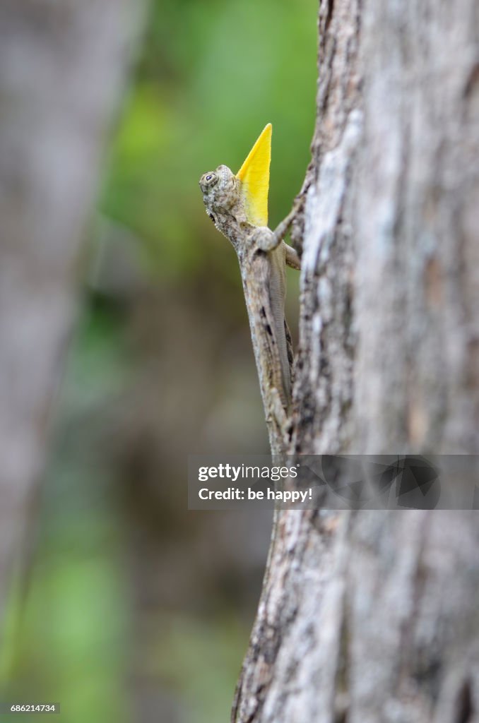 Javanese Flying Lizard (Draco volans) gular flap extended