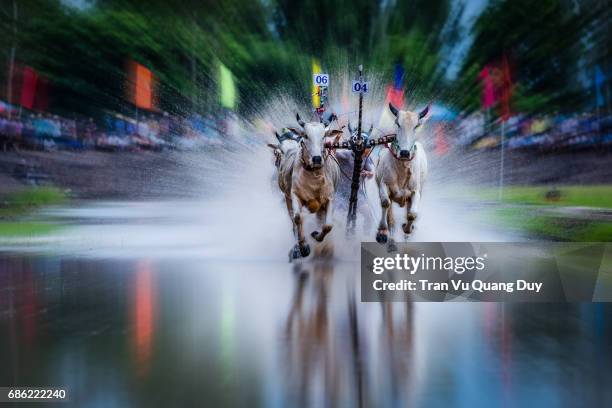 Cow Racing Thumbnail 96 Cow Racing Vietnam Stock Photos, High-Res Pictures, and Images ...