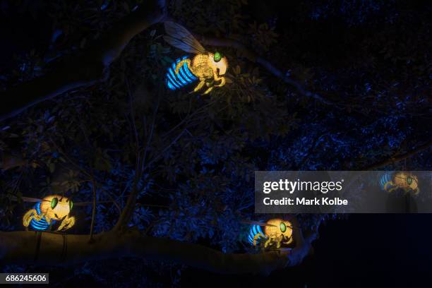 Flying bees installation, one of the giant illuminated animal sculptures on display at Taronga Zoo, is seen during a media call ahead of Vivid Sydney...