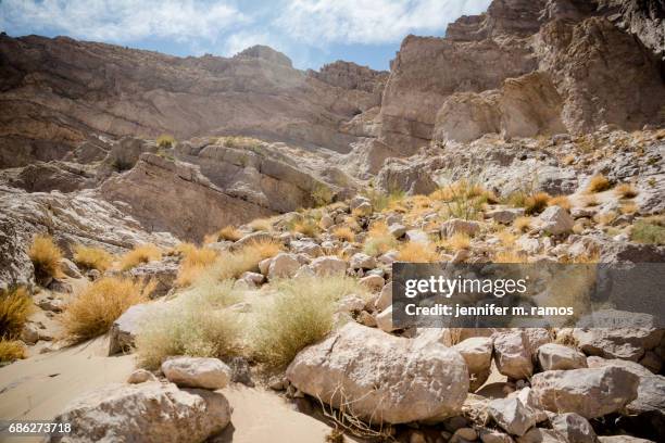 big bend national park boquillas canyon - v texas a m stockfoto's en -beelden