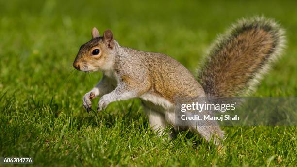 grey squirrel running. - eastern gray squirrel stock-fotos und bilder