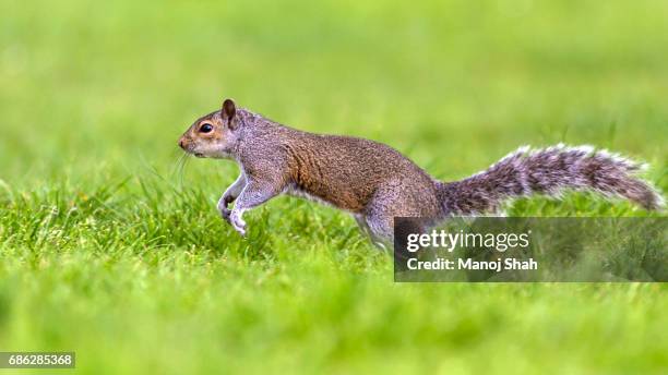 grey squirrel running. - sciurus carolinensis stock-fotos und bilder